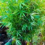 Foto: Incineración de plantas de marihuana en Jinotega / Cortesía