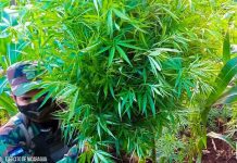 Foto: Incineración de plantas de marihuana en Jinotega / Cortesía