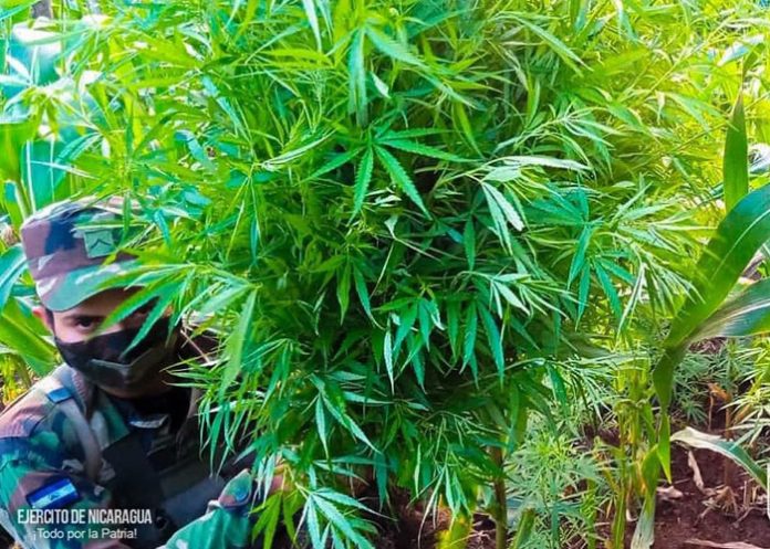 Foto: Incineración de plantas de marihuana en Jinotega / Cortesía