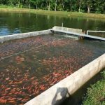 Macabro: Cadáver sin cabeza es encontrado en criadero de peces de Bolivia Encuentran un cadáver sin cabeza en Bolivia