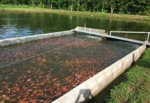 Macabro: Cadáver sin cabeza es encontrado en criadero de peces de Bolivia Encuentran un cadáver sin cabeza en Bolivia
