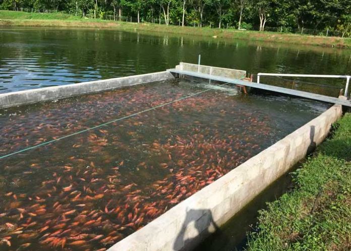 Encuentran un cadáver sin cabeza en Bolivia