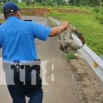 ¡Ternura! Policía ayuda a perezoso en el norte de Nicaragua (VIDEO) Foto: Gesto de oficial al ayudar a un perezoso cruzar la calle en el norte de Nicaragua
