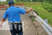 Foto: Gesto de oficial al ayudar a un perezoso cruzar la calle en el norte de Nicaragua
