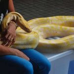 Intenta besar a una serpiente y esta le muerde el rostro