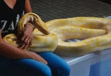 Intenta besar a una serpiente y esta le muerde el rostro