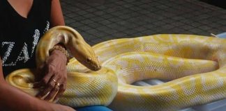 Intenta besar a una serpiente y esta le muerde el rostro