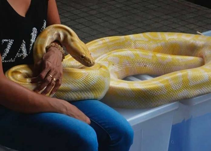 Intenta besar a una serpiente y esta le muerde el rostro