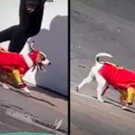 Lindo perrito enamora en internet