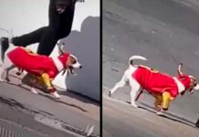 Lindo perrito enamora en internet