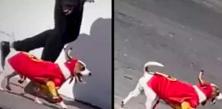 Lindo perrito enamora en internet
