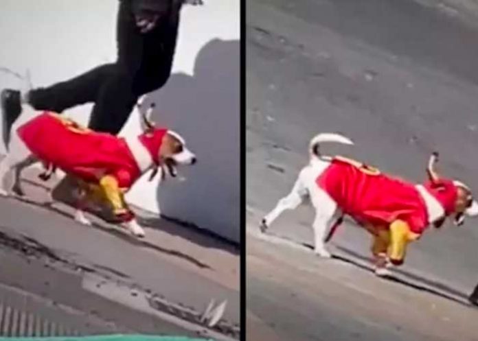 Lindo perrito enamora en internet