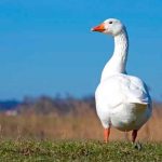 Degenerado «Se jala el ganso» en un metro como ¡Pedro por su casa! Foto: Degenerado "Se jala el ganso" en un metro como ¡Pedro por su casa!/Cortesía