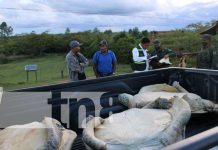 Operativo militar protege fauna y flora en Nicaragua Operativo militar protege fauna y flora en Nicaragua