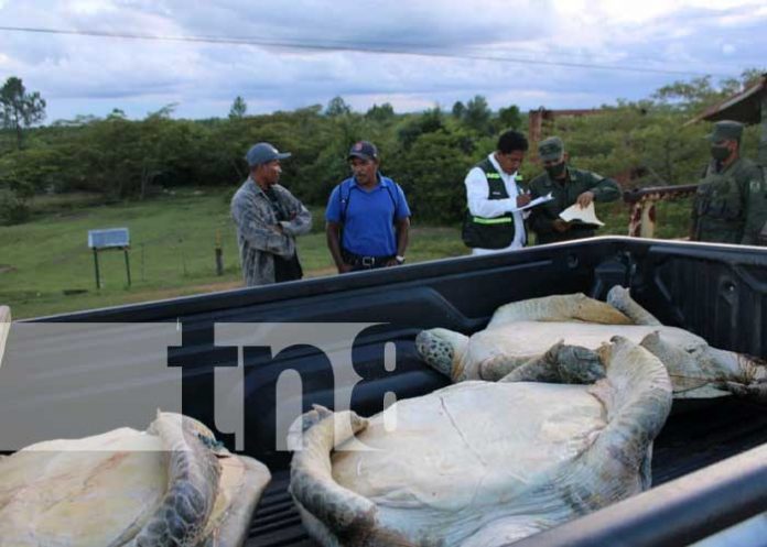 Operativo militar protege fauna y flora en Nicaragua