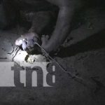 “La peluda” muere producto de una potente descarga eléctrica en Rivas “La peluda” muere producto de una potente descarga eléctrica en Rivas