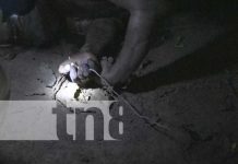 “La peluda” muere producto de una potente descarga eléctrica en Rivas “La peluda” muere producto de una potente descarga eléctrica en Rivas