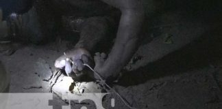 “La peluda” muere producto de una potente descarga eléctrica en Rivas
