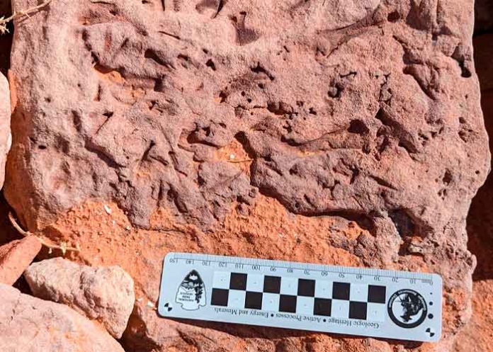 Estados Unidos: A las orillas de un lago encuentran fósiles 