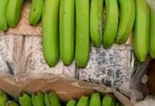 Foto: ¡Buenas bananas en Países Bajos! Millonario cargamento de droga oculto en plátanos/Cortesía