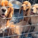 Operativo policial libera a 400 animales víctimas del tráfico ilegal en España Foto: Operativo policial libera a 400 animales víctimas del tráfico ilegal en España/Cortesía