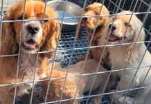 Operativo policial libera a 400 animales víctimas del tráfico ilegal en España Foto: Operativo policial libera a 400 animales víctimas del tráfico ilegal en España/Cortesía