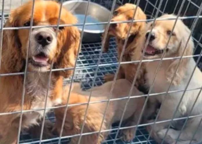 Foto: Operativo policial libera a 400 animales víctimas del tráfico ilegal en España/Cortesía