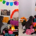 Foto: VÍDEO: perrito se conmueve al ver el altar de muertos que le hicieron a su mamá en México/Cortesía
