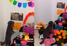Foto: VÍDEO: perrito se conmueve al ver el altar de muertos que le hicieron a su mamá en México/Cortesía