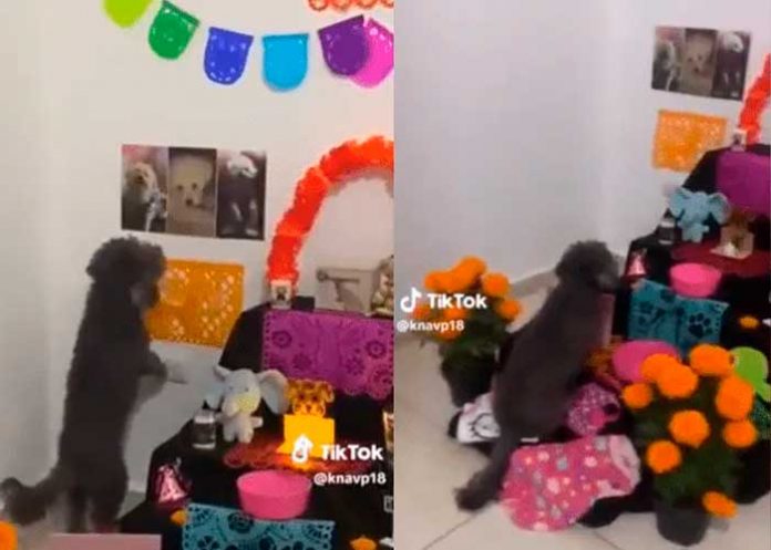 Foto: VÍDEO: perrito se conmueve al ver el altar de muertos que le hicieron a su mamá en México/Cortesía