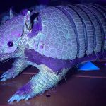 Mamíferos fluorescentes sorprenden a científicos en el Día Mundial de los Animales Mamíferos fluorescentes sorprenden a científicos en el Día Mundial de los animales
