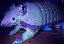 Mamíferos fluorescentes sorprenden a científicos en el Día Mundial de los Animales Mamíferos fluorescentes sorprenden a científicos en el Día Mundial de los animales