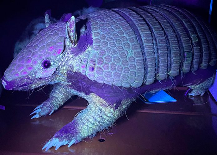 Mamíferos fluorescentes sorprenden a científicos en el Día Mundial de los animales