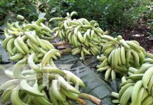 Bendecida cosecha de plátano de calidad en la Isla de Ometepe Bendecida cosecha de plátano de calidad en la Isla de Ometepe