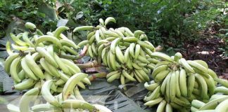 Bendecida cosecha de plátano de calidad en la Isla de Ometepe
