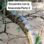 «Enorme y terrorífico» Anaconda asusta a turistas en Perú (Video) "Enorme y terrorífico" Anaconda asusta a turistas en Perú (Video)