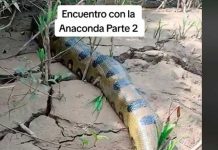 «Enorme y terrorífico» Anaconda asusta a turistas en Perú (Video) "Enorme y terrorífico" Anaconda asusta a turistas en Perú (Video)