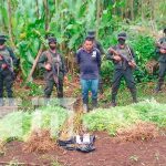 Ocupan plantas de marihuana en Prinzapolka Foto: Ocupan plantas de marihuana en Prinzapolka /Tn8
