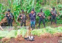 Ocupan plantas de marihuana en Prinzapolka Foto: Ocupan plantas de marihuana en Prinzapolka /Tn8