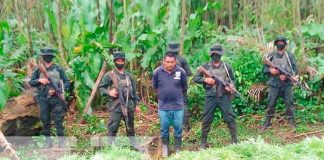Foto: Ocupan plantas de marihuana en Prinzapolka /Tn8