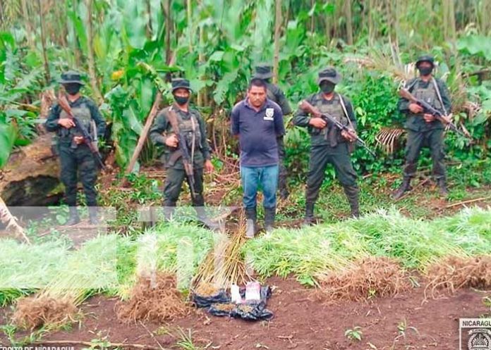 Foto: Ocupan plantas de marihuana en Prinzapolka /Tn8