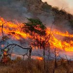 Devastador incendio forestal arrasa varias provincias en Argentina Foto: Incendio forestal en Argentina /cortesía