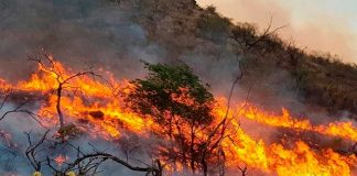 Foto: Incendio forestal en Argentina /cortesía