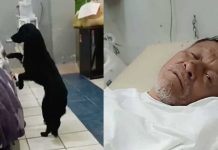Última voluntad: Hombre desahuciado pide que adopten a su perrito (Video) Hombre desahuciado pide que adopten a su perrito