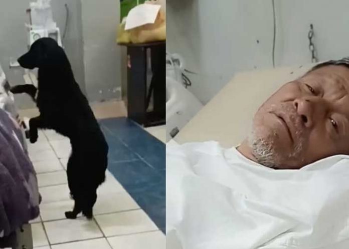 2 Hombre desahuciado pide que adopten a su perrito