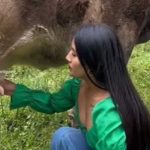 Mujer es viral por beber leche de vaca directamente de la ubre (Video) Viral por beber leche de vaca directamente de la ubre