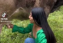 Mujer es viral por beber leche de vaca directamente de la ubre (Video) Viral por beber leche de vaca directamente de la ubre