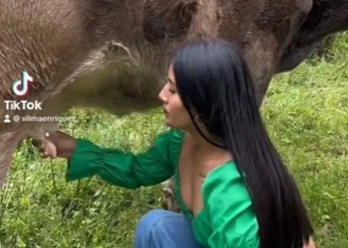 Viral por beber leche de vaca directamente de la ubre