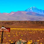 Científicos encuentran ratones momificados en volcanes de andinos de 6.000 Metros de altura Foto: Científicos encuentran ratones momificados en volcanes de andinos de 6.000 Metros de altura /Cortesía