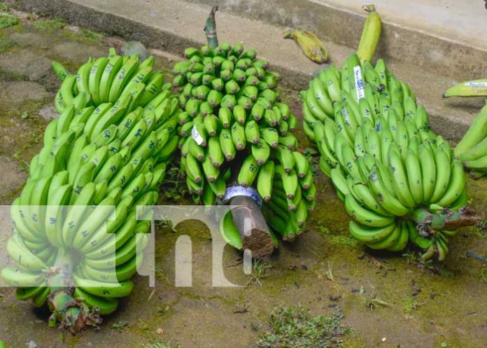4 Foto: ¡Éxito rotundo en El Suyatal! La XII feria del plátano en Nueva Segovia atrae a multitudes/TN8